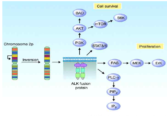 ALK fusion 단백질에 의한 세포내 신호전달 체계 활성화