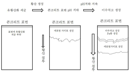 황산에 의한 콘크리트 부식의 진행 개념도