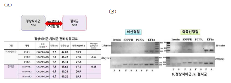 RNA시퀀싱 대상 (절식 및 정상식이) 전복의 표현형. 혈당 및 근육 glycogen함량 (A), 대사 관련 유전자의 발현 패턴 비교 (B)