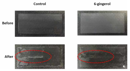 6-Gingerol 주입여부에 따른 EPDM tube 소재표면 생물막 생성