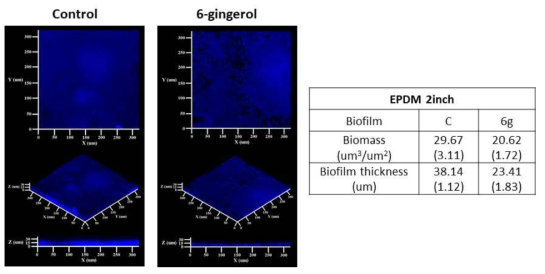 6-Gingerol 주입여부에 따른 EPDM tube 소재표면 생물막의 CLSM 결과