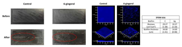 6-Gingerol 주입여부에 따른 EPDM disk 소재표면 생물막의 CLSM 결과
