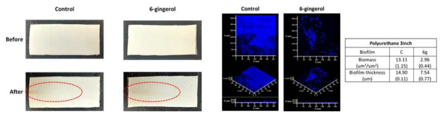 6-Gingerol 주입여부에 따른 silicone 2inch 소재표면 생물막의 CLSM 결과