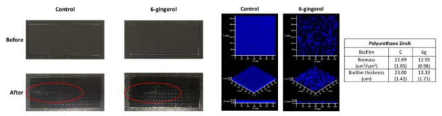 6-Gingerol 주입여부에 따른 polyurethane 2inch 소재표면 생물막의 CLSM 결과