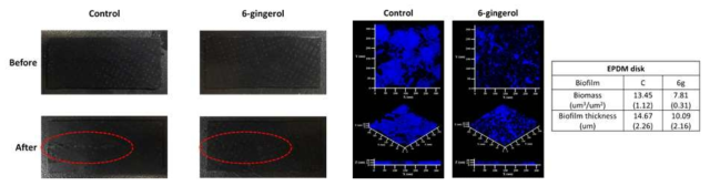 6-Gingerol 주입여부에 따른 EPDM disk 소재표면 생물막의 CLSM 결과