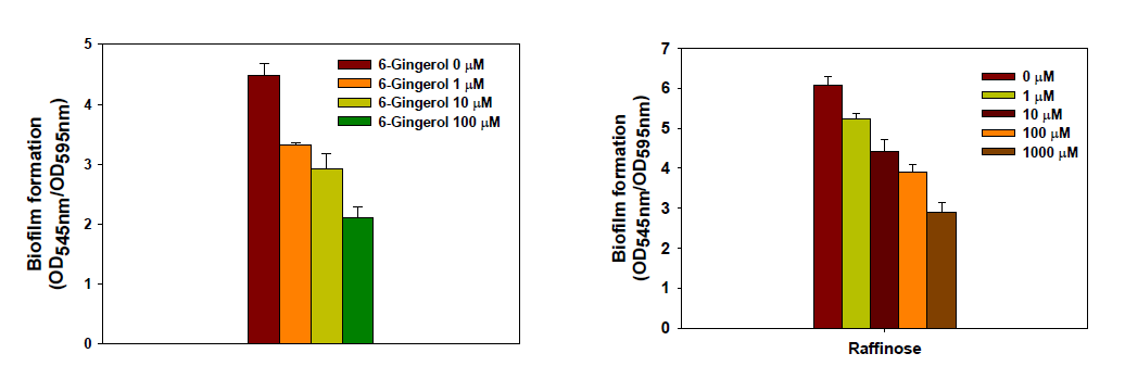 6-Gingerol(좌)와 Raffinose(우) 농도에 따른 생물막 억제 효과