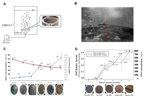 하수처리시설 생물반응조(포기조) 산기관의 오염과 효과. (A) 시간경과에 따른 산기관 표면의 오염현상 모식도, (B) 산기관 오염으로 인한 산기관 공기방울 형성의 영향. 좌: 오염된 산기관(Before cleaning). 우: 오염되지 않은 산기관(After cleaning), (C) 산기관 표면 생물막 형성으로 인한 청수 대비 산소전달율(α factor) 저하 현상, (D) 산기관 표면 생물막 형성으로 인한 송풍기 압력(blower power requirement) 증가 현상