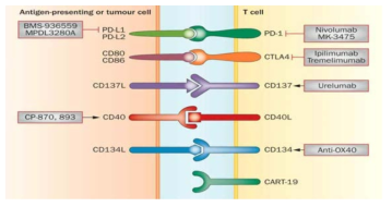 immune checkpoint blockade 개발연구