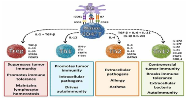 induced Treg 세포 생성과 effector T 세포의 분화