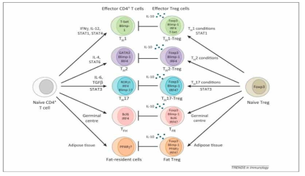 다양한 형태의 Treg 세포 분화 및 조절인자