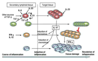 Th17 세포 타겟을 통한 염증질환제어