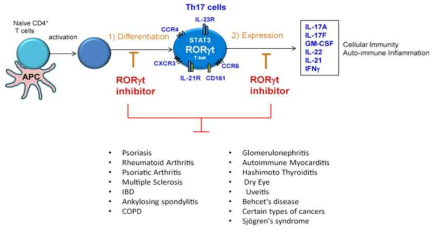 치료약물 개발을 위한 RORrt 타겟 및 염증저해효과
