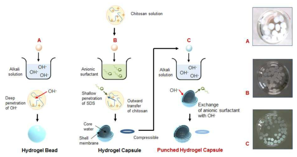 키토산 하이드로젤 비드 제조원리 (A) 알칼리법 (B) 음이온 계면활성제법 (C) 이온 주형법