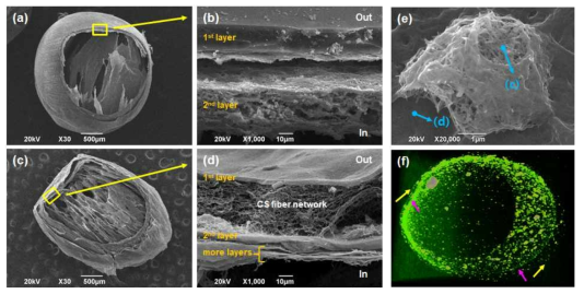 나노입자 고정화를 통한 다층막 하이드로젤 캡슐의 SEM 및 Micro-CT 사진