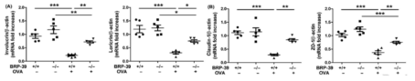 아토피피부염 마우스 모델에서 skin barrier dysfunction 비교. (A) Involucrin과 loricrin의 mRNA level, (B) Claudin‐1과 ZO‐1의 mRNA level.