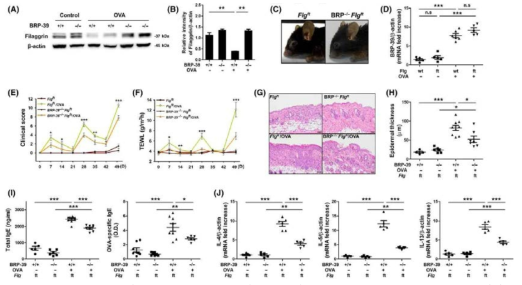 아토피피부염이 유도된 Flaky tail마우스에서 BRP‐39 deficiency 영향 확인.(A) Filaggrin western blot, (B) Filaggrin densitometric 분석, (C) Flaky tail과 BRP‐39−/− Flaky tail마우스의 phenotype, (D) BRP-39 mRNA level, (E) Clinical score, (F) TEWL levels, (G) H&E staining (200 배율), (H) epidermal thickness, (I) Total IgE 와 OVA‐specific IgE levels,（J）Th2 cytokines mRNA 발현량