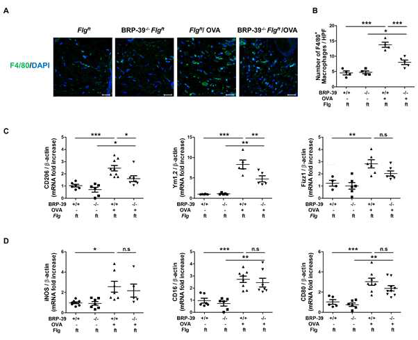 아토피피부염이 유도된 Flaky tail마우스에서 M2 macrophage activation 영향 확인. (A) F4/80+immunofluorescence (400배율), (B) F4/80+ cells의 quantification (400 배율), (C) CD206, Ym1/2, Fizz‐1과 (D) iNOS, CD80, CD16의 mRNA 발현량. * P < 0.05, ** P < 0.01, *** P < 0.001