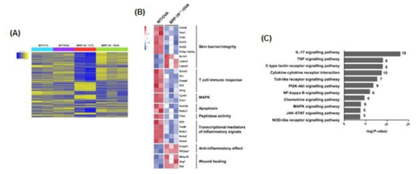 Transcriptome analysis 분석. (A) Hierarchical clustering, (B) Heatmap, (C) KEGG analysis