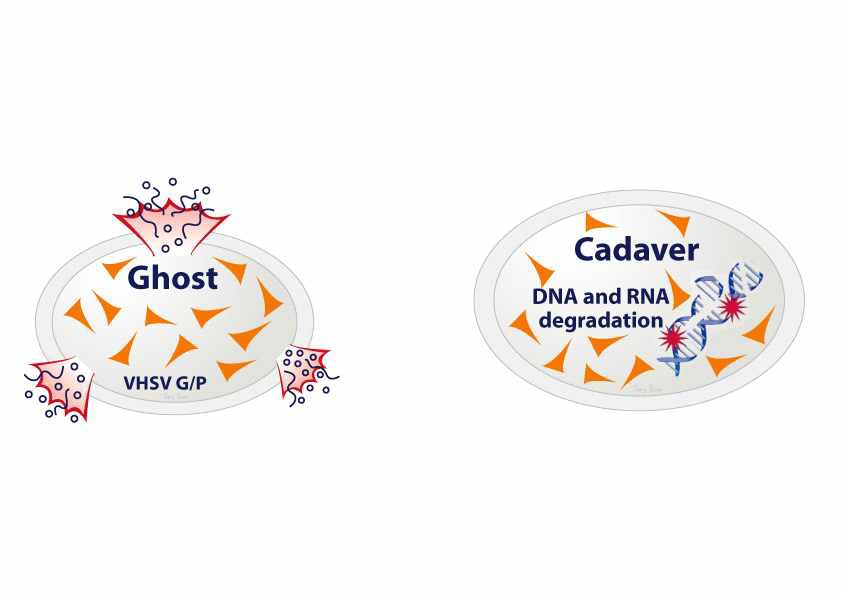 활주균주에 T-ghost와 T-cadaver system후 항시적 VHSV recombinant P or G gene expression system 탑제 모식도