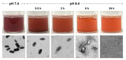 pH 변화에 따른 상거동 변화 및 MnCO3 미네랄화 나노입자의 TEM 이미지 변화