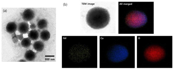 Gd2O3 담지형 탄산칼슘 나노입자의 (a) TEM 이미지 및 (b) EDX mapping data
