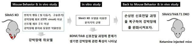 연구의 개요. Slitrk5 KO쥐에서 강박장애 관련 특성들을 확인함. 분자기작을 연구하여 BDNF/TrkB 신호에의 관련성을 규명함. 손상된 BDNF/TrkB 신호전달의 강화가 치료효과가 있는지 검증하려 함