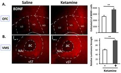 Ketamine을 처리하였을 때, OFC와 VMS 지역에서 BDNF의 발현이 증가하는 것을 면역염색법으로 확인함