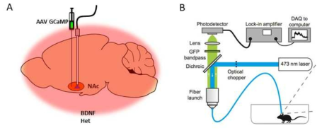 BDNF het 생쥐모델을 이용한 Fiberphotometry 실험의 개요 (A)AAV-GCaMP6의 발현, (B) Fiberphotometry 실험을 위한 장치의 개요