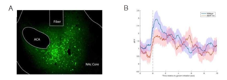 BDNF het 생쥐모델을 이용한 Fiberphotometry 실험의 결과와 분석 (A)AAV-GCaMP6의 발현 이후 BDNF het 모델에서 얻은 신경세포의 칼슘 이미징 사진, (B) 털다듬기가 시작된 전후에서의 선조체내 신경세포의 활성 분석 데이터