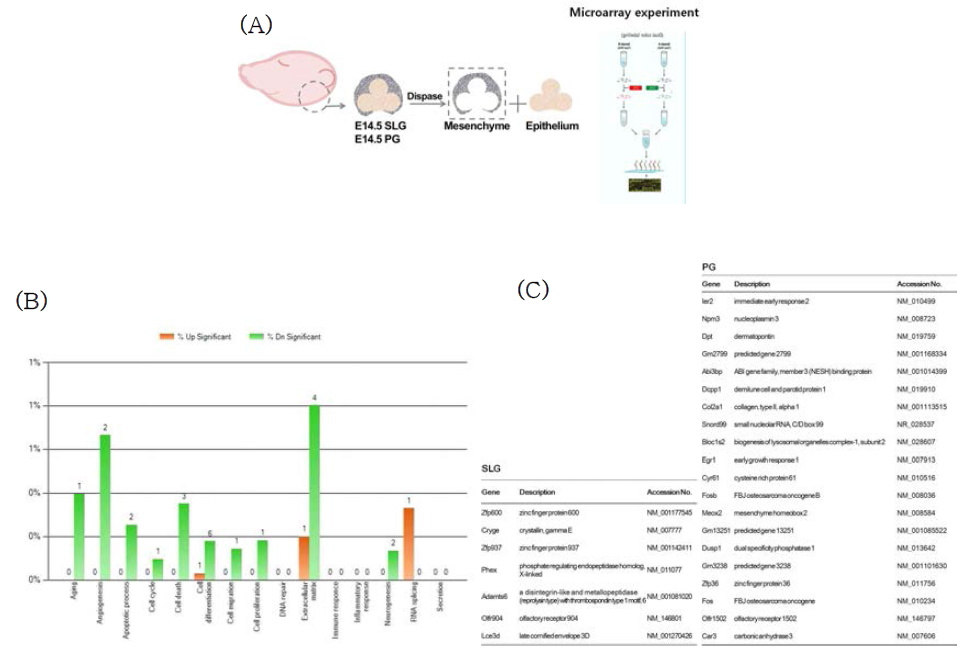 (A) Microarray 분석을 위해 E14.5 시기의 발생중인 귀밑샘과 혀밑샘의 결합조직을 수집하였음. (B) 발생시기 E14.5일에 귀밑샘과 혀밑샘의 중간엽 조직을 미세해부하여 수집한 후 microarray를 실시하여 비교한 결과. 귀밑샘과 혀밑샘을 비교하여 Gene ontology 분석을 실시한 그림임. (C) 배아시기 E14.5일에서 귀밑샘과 혀밑샘의 중간엽으로 microarray 분석을 실시하여 세포분화에 관여하는 조절인자만을 선별하여 정리한 표(2배 이상). 혀밑샘에서의 발현이 귀밑샘보다 2배 높은 경우와 귀밑샘에서의 발현이 혀밑샘보다 2배 높은 경우의 유전자를 발현이 높은 순서대로 정리하였음