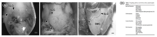 (A) 성체 쥐의 귀밑샘(parotid gland, PG), 턱밑샘(submandibular gland, SMG), 혀밑샘(sublingual gland, SLG)의 해부학적 위치를 보여줌. (B)　향후 침샘 재생 연구의 기초로 활용될 선행 연구결과들을 정리하여 발표하였음
