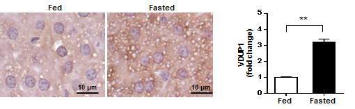 절식 후 정상마우스에서 VDUP1의 발현 비교