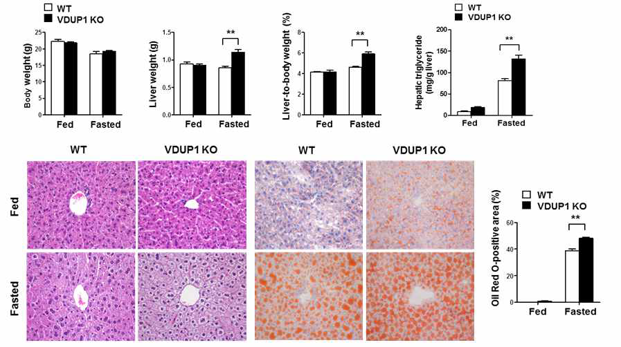 절식 후 정상 및 VDUP1 결손 마우스의 간 무게, HE염색, oil-red O염색 및 TG레벨