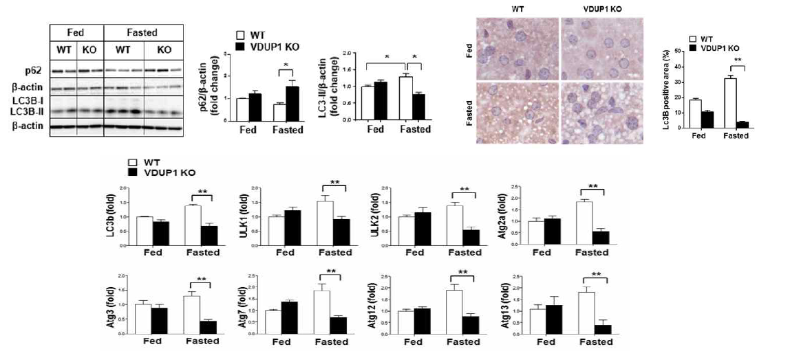 절식 후 정상 및 VDUP1 결손 마우스에서 자가포식 비교