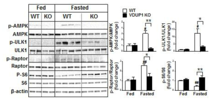 절식 후 정상 및 VDUP1 결손 마우스에서 AMPK/ULK1/Raptor/mTOR signal pathway 비교