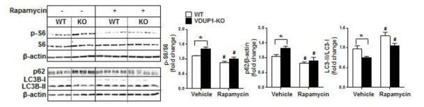 rapamycin처리 후 간에서 자가포식 비교
