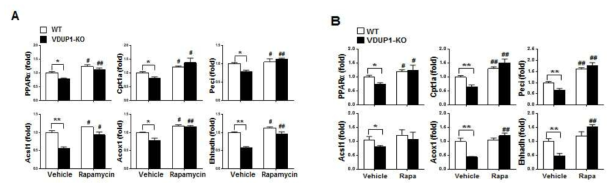 Rapamycin 처리 후 FAO관련 gene 발현 비교