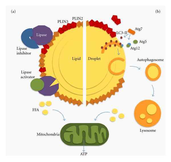 Lipophagy