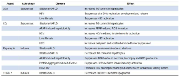자가포식 조절을 통한 간질환 치료법에 대한 국외 연구 결과