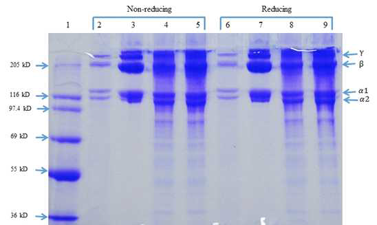 큰눈참치 껍질로부터 회수된 콜라겐의 SDS-PAGE 결과(1: protein marker(EzWay Protein-Blue MW); 2-5: Bovine achilles tendon standard collagen I, ASC, CSC1, CSC2; 6-9: 환원된 Bovine achilles tendon standard collagen I, ASC, CSC1, CSC2)