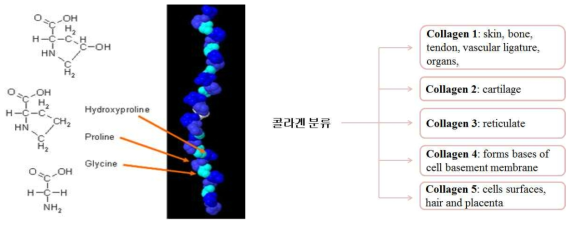 콜라겐 구조 및 분류