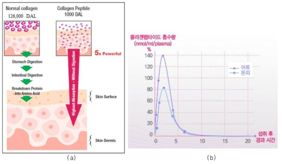 콜라겐과 콜라겐 펩타이드의 흡수율 차이(a)와 어류와 돈피의 콜라겐 펩타이드의 혈중 흡수량 비교 그래프(b)