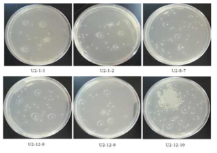 클리어존을 형성하는 6가지 박테리아 분리