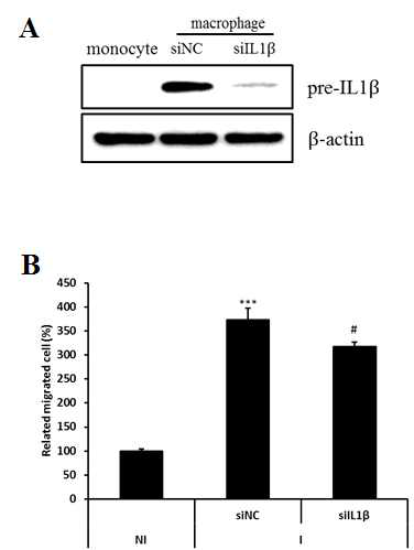 Effect of IL1β knock down on macrophage-induced migration