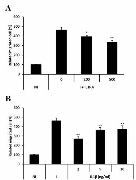 Effect of IL1β and IL1 receptor antagonist on macrophage-induced migration