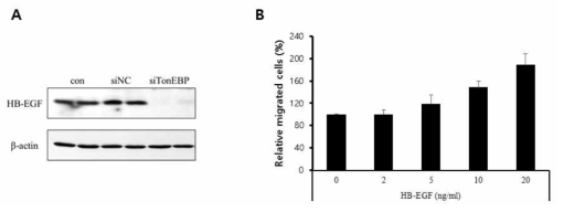 Effect of HB-EGF expression in TonEBP downregulated cells