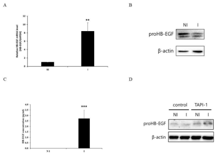 Expression and cleavage of HB-EGF in macrophage-induced A549 cells