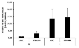 Effect of TonEBP knockdown on HB-EGF expression