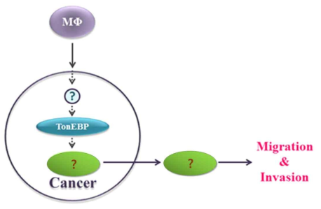 Action mechanism of TonEBP on cancer metastasis