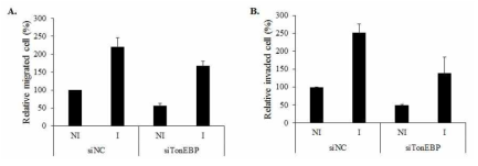 Effect of TonEBP knockdown on the migration and invasion of lung cancer cells induced by macrophage CM